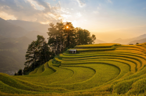 HÀ NỘI - TÚ LỆ - ĐÈO KHAU PHẠ - MÙ CANG CHẢI - RỪNG TRÚC - YÊN BÁI - HỒ THÁC BÀ