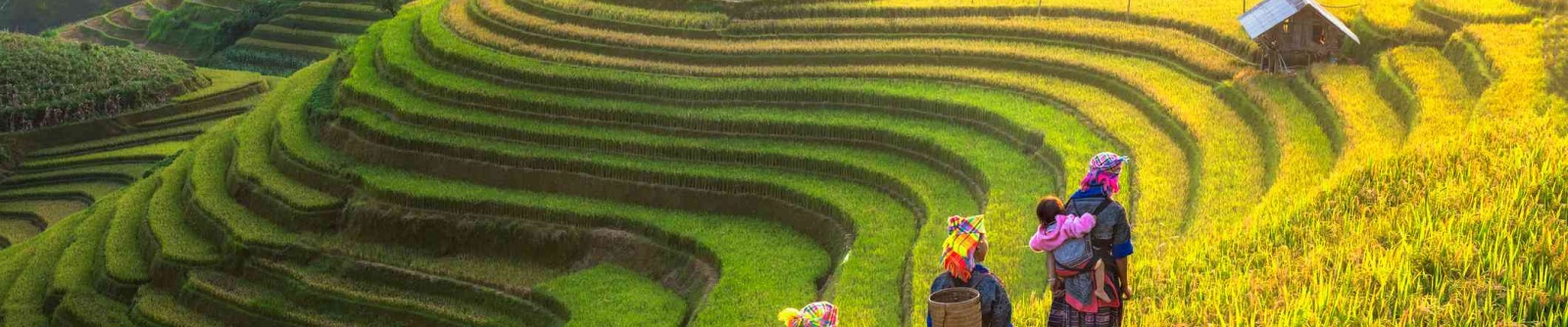 Sapa