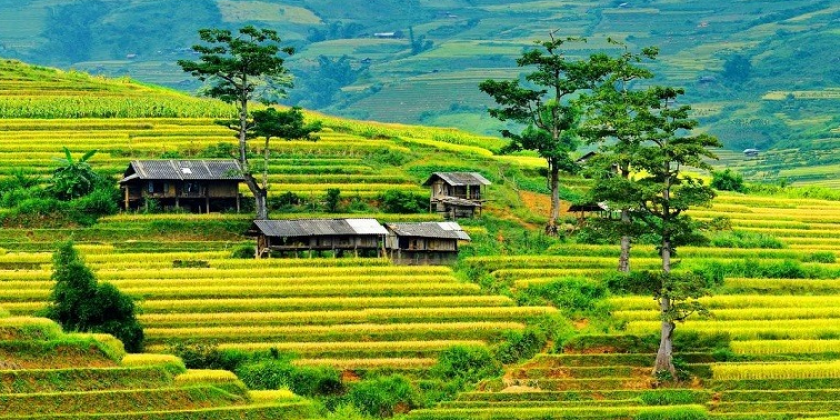 mù cang chải