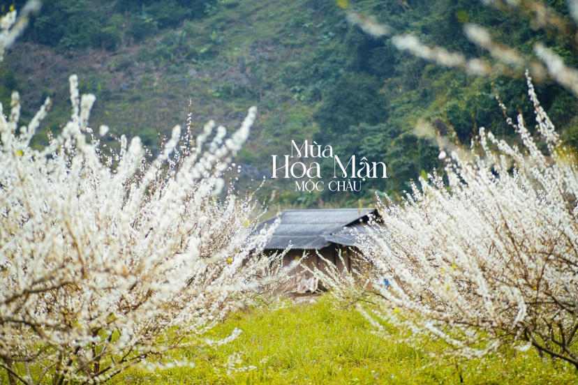 MỘC CHÂU MÙA HỒNG CHÍN: CẨM NANG DU LỊCH TỪ A ĐẾN Z CHO NEWBIE MỘC CHÂU MÙA HỒNG CHÍN: CẨM NANG DU LỊCH TỪ A ĐẾN Z CHO NEWBIE